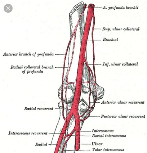 Pin By Cristian Zlate On Anatomy Arteries Anatomy Brachial Arteries