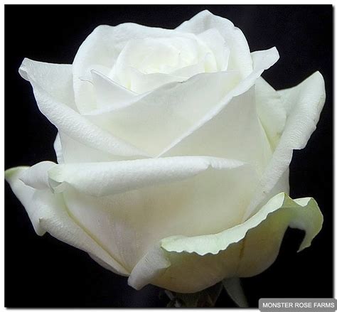 Pure White Roses White Roses Monster Rose Farms Pure Products