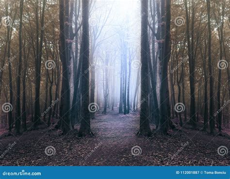 Creepy Blue Light In Foggy Forest With Circle Of Dark Trees Stock Image