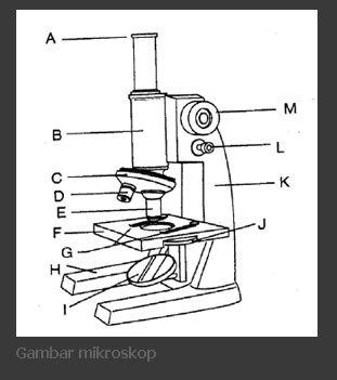 Fungsi Mikroskop Beserta Struktur Bagian Bagian Dan P Vrogue Co