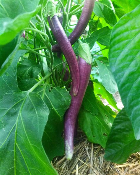 Long Purple Eggplant Farmhouse Seeds