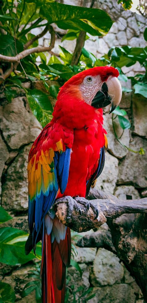 Macaw Parrot Bird Branches Leaves Hd Phone Wallpaper Peakpx