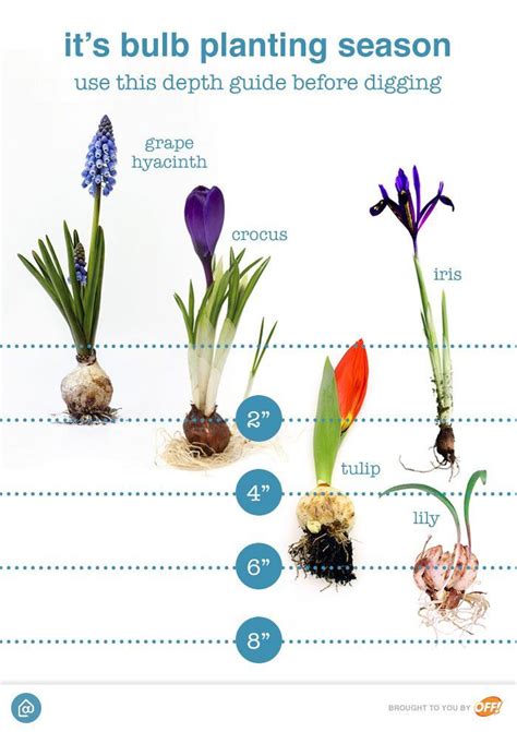 Now Is The Perfect Time To Start Planting Bulbs For Your Spring Garden