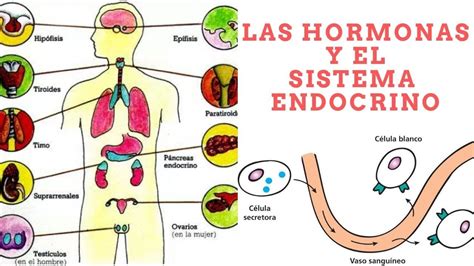 Las Hormonas Qué Es El Sistema Endocrino Cómo Funcionan Las