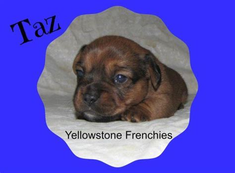 Dachshund (puppies) 9 weeks old available for rehoming.text me. French Bulldog / Miniature Dachshund Puppy French Weenie - Taz for Sale in Livingston, Montana ...