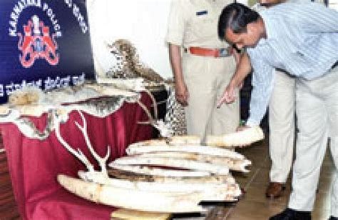 9443 Kg Ivory Stock A Weighty Problem For State The New Indian Express