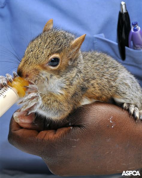 Some cats will eat rabbits. Did You Find a Stray or Injured Bird, Squirrel or Rabbit ...