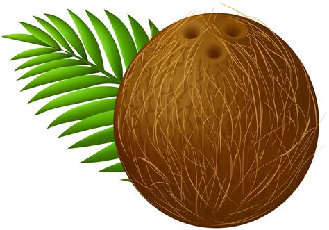 Coconut Png Clip Art Images And Photos Finder