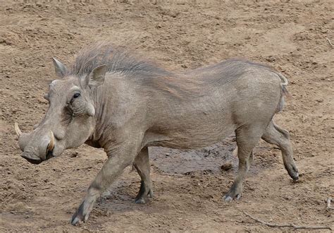 Common Warthog Phacochoerus Africanus — The Extinctions