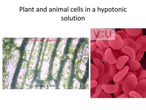 The presence of lysosomes in plant cells in under debate. PPT - Chapter 7.3 Cell Transport PowerPoint Presentation ...
