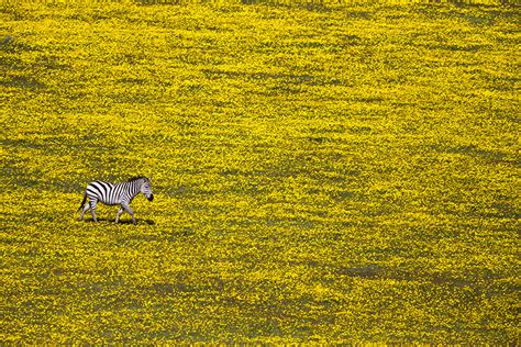 National Geographic Travel Photographer Of The Year Contest 2016 Final