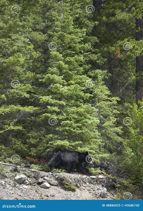 Paysage Canadien Avec Lours Noir Dans Alberta Canada Image Stock