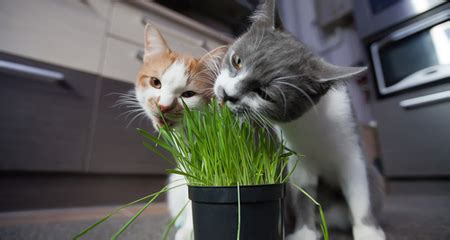 8, 2019 , 1:45 pm. Why Do Cats Eat Grass? | PetCoach