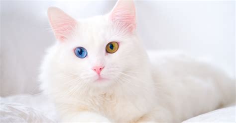 Heterochromia In Cats What Causes It