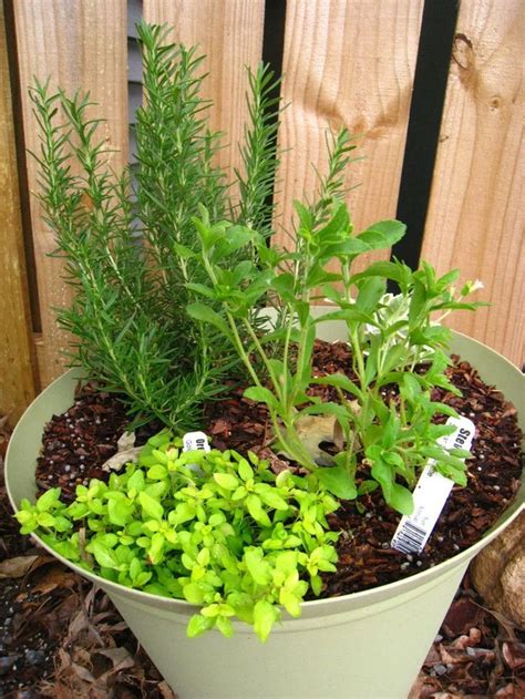 The Best Herbs To Plant Together In Containers