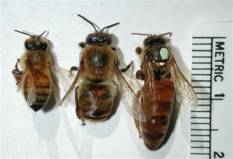 Honey Bee Anatomy Bee The Best