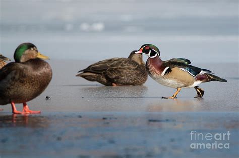 Wood Duck And Mallard Hybrid Photograph By Kb Wild Fine Art America