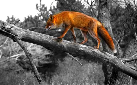 There are thousands of cool fox racing wallpapers available in hd on the internet for iphone and android users because the symbol of the fox head in these wallpapers is loved and admired by. Fantasy Fox Sports | All Basketball Scores Info