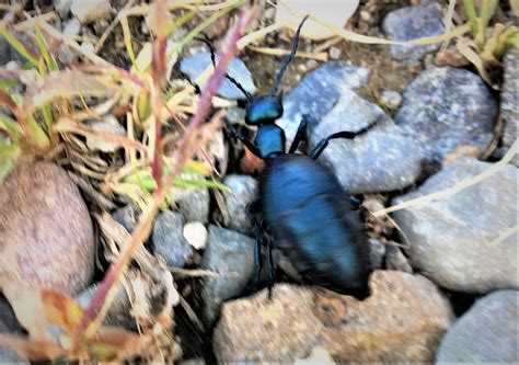 Blister Beetles Home And Garden Ipm From Cooperative Extension