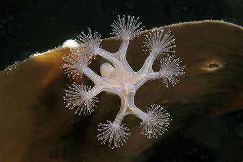 What Is A Cnidarian