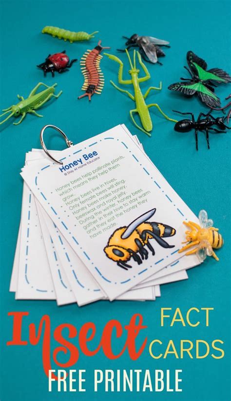 How To Teach Cool Bug Facts In A Preschool Insect Theme Insects Theme