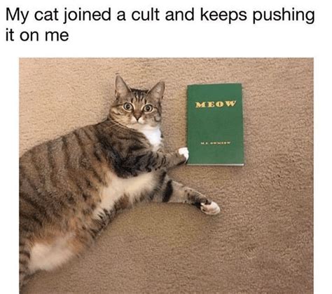 Purr Fect Memes For Yet Another Perfect Caturday I Can Has