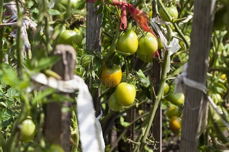 Unripe Green Homemade Tomatoes That Grow In The Garden Stock Photo