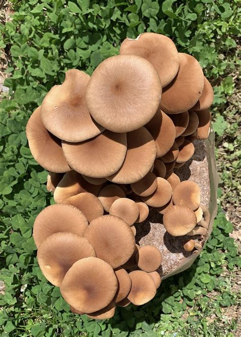 Free Mushroom Identification Foray Bluff Creek Park Oklahoma City 21