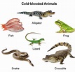 Cold Blooded Animals List - Petspare