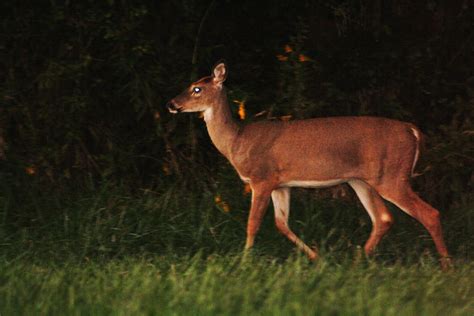 Deer At Night By Wildcirno On Deviantart