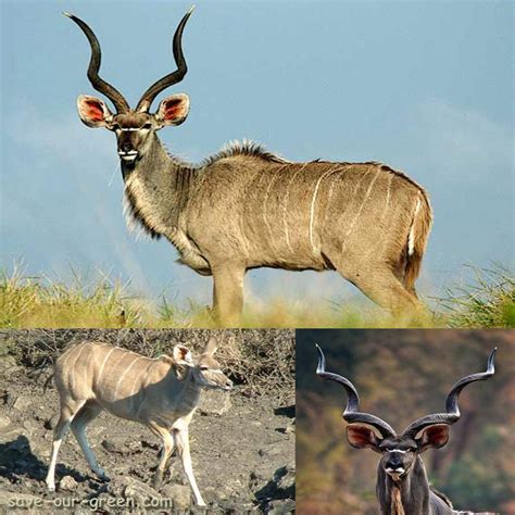 Kudu Amazing Species Of Animal Kingdom Save Our Green
