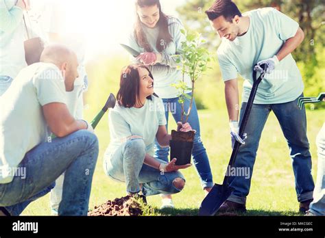 Group Of Volunteers Planting Tree In Park Stock Photo Alamy