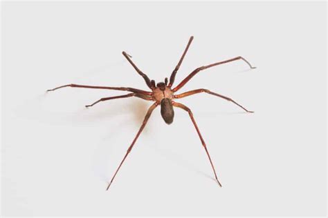 Spider Identification Dangerous Spider Vs Harmless Spider How I