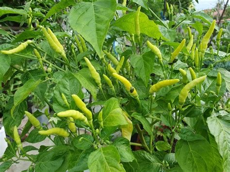 Green Chili Pepper Plant Bird S Eye Chili Hangs On Tree Home Garden