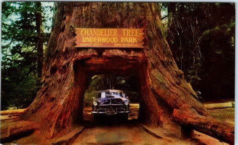 Redwood Highway California Ca Chandelier Drive Thru Tree C1950s