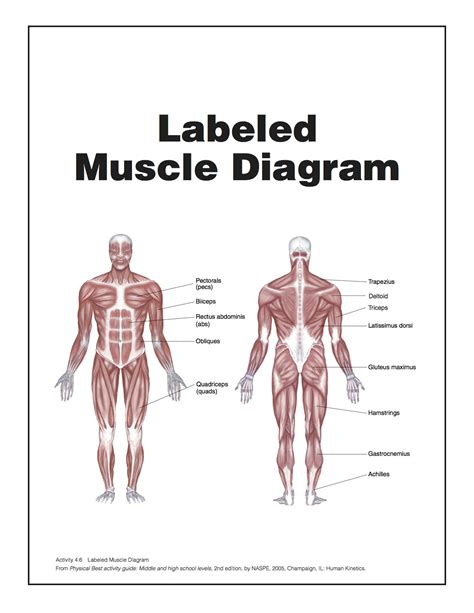 Even that is merely a e book; Muscle Diagram | You Can Do More!