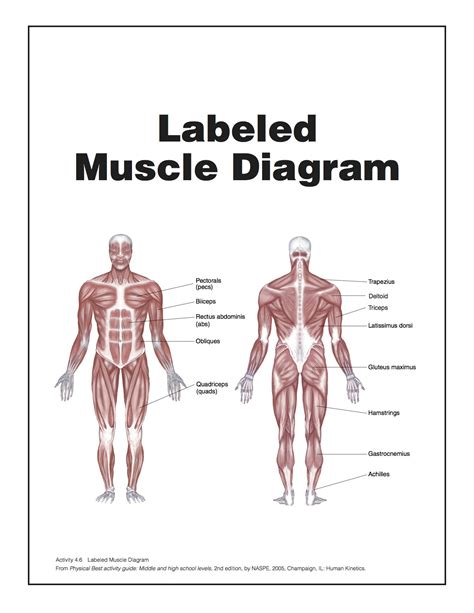 The deltoid, teres major, teres minor, infraspinatus, supraspinatus (not shown) and subscapularis muscles (not shown) all extend from the scapula to the humerus and act on the shoulder joint. Muscle Diagram | You Can Do More!