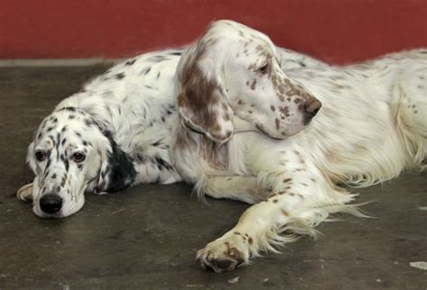 14 Amazing Facts About The English Setter Page 2 Of 3 Petpress