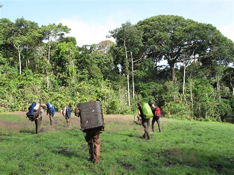 Relief As Cameroon Cancels Logging Plans Of Ebo Forest The Africa