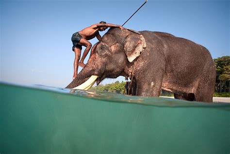 Rajan Worlds Last Swimming Elephant At Andaman Islands