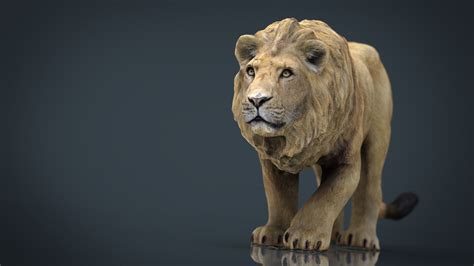 3d Model Realistic Lion Vr Ar Low Poly Cgtrader