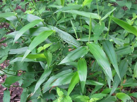 Arborboy Plant Id Panicum Clandestinum Deer Tongue Grass