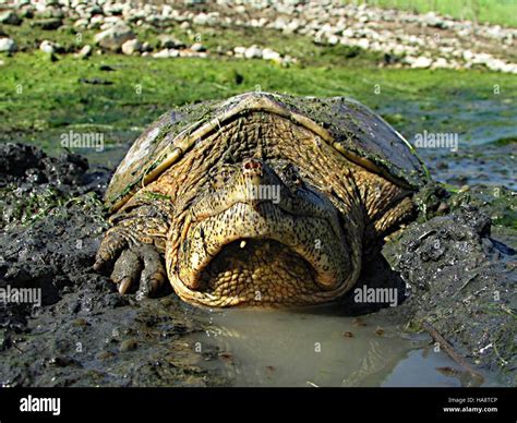 Usfwsmtnprairie 14899297585 Snapping Turtle In Mud Stock Photo Alamy