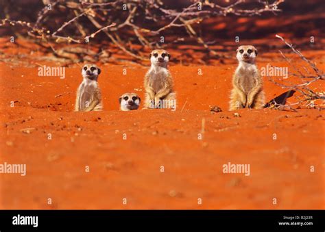 Meerkats Suricates Suricata Suricatta Namibia Africa Stock Photo Alamy