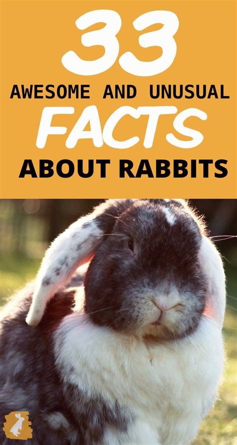 33 Awesome Rabbit Facts To Impress Your Friends Rabbit Facts Pet