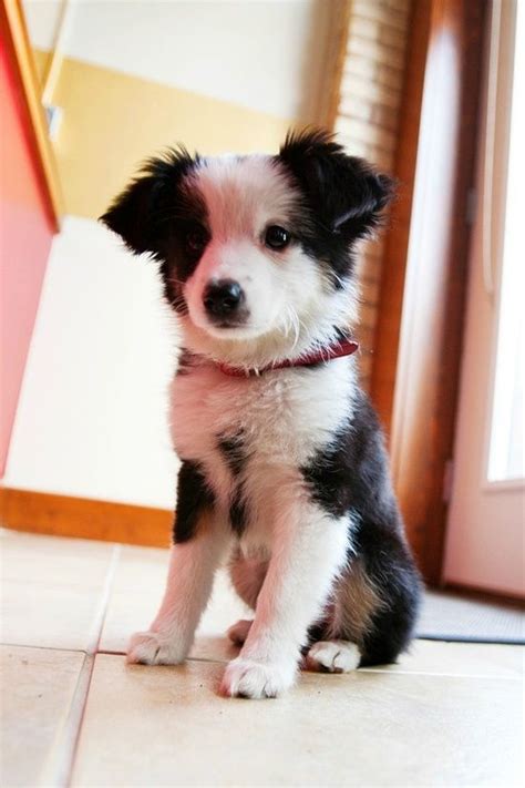 Mini Australian Shepherd Puppy Omg Give Me Cute Animals Cute Dog