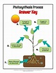 Photosynthesis for Kids: Lesson and Printables | Woo! Jr. Kids ...
