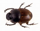 Dung beetles introduced | Australia’s Defining Moments Digital ...
