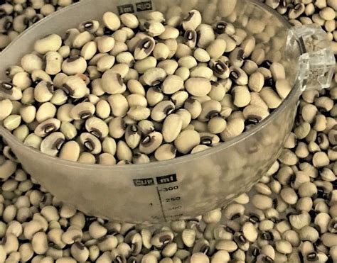 500~4oz Top Pick Pinkeye Purple Hull Peas Seed Southern Cowpea