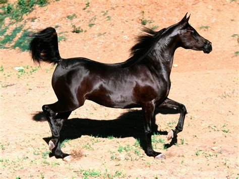 Arabian Horse Wallpapers And Images Wallpapers Pictures